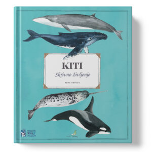 kiti Kiti